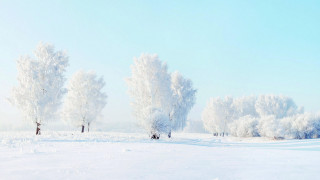 Snowy landscape trees people winter - a few person free wallpaper