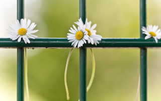 Three daisies green fence blurry - stuckism free wallpaper