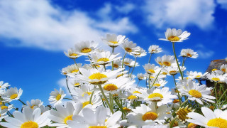 Daisy field blue sky clouds 3 - a field of daisies free wallpaper