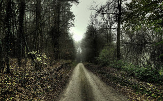 Dirt road forest trees dark - a dirt road in the middle of a forest free wallpaper for desktop