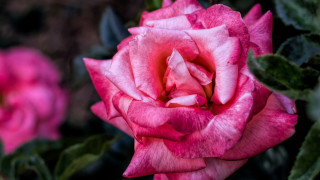Pink rose garden macro blurry 4 - a pink rose free wallpaper