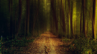 Dirt road forest leaves path - the ground and a path free wallpaper for desktop