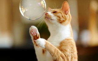 Cat water bubble surrealism focus - clear focus free wallpaper