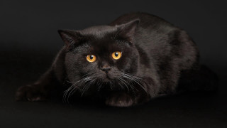 Black cat yellow eyes character - a black cat free wallpaper