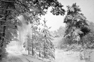 Snowy road trees snowfall snowboard - the side of it free wallpaper