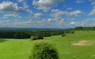 Green field sheep blue sky - a few sheep free wallpaper