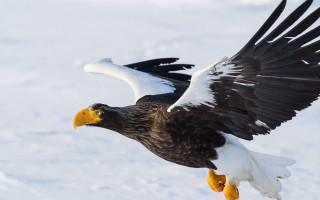 Large bird snow wings eagle - black wing free wallpaper