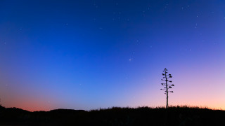 Tall tree grass field night - star above free wallpaper
