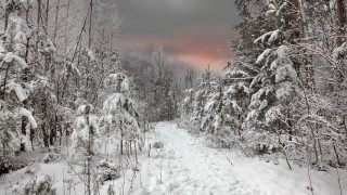 Snowy forest path pink sky 2 - a snowy path in a forest free wallpaper
