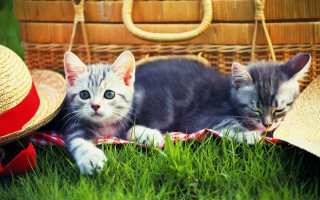 Kittens grass basket hat sunny - sunny day free wallpaper
