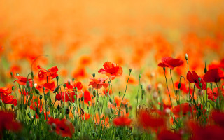 Red flower field autumn fire - colin gill free wallpaper