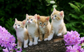 Kittens log garden purple bush - funny free wallpaper