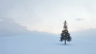 Lone tree snowy field blue 3 - minimalist free wallpaper