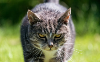 Cat green field sunny motion - angry free wallpaper