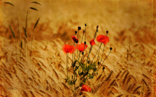 Wheat red flowers sepia impressionist - the picture free wallpaper