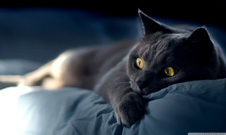 Cat laying bed pillow blanket - a portrait free wallpaper