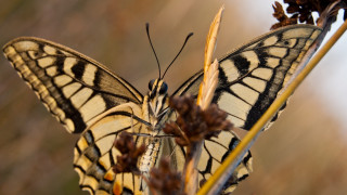 Butterfly flower macro blurry background - a butterfly free wallpaper for desktop