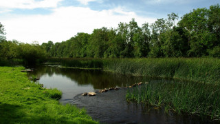 Lush green forest river sunny 2 - river free wallpaper for desktop