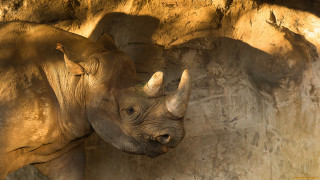 Rhino rockwall trunk openmouth realistic - amédée ozenfant free wallpaper