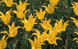 Yellow flowers green leaves blurry - yellow flower free wallpaper