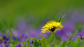 Yellow dandelion purple flower green - green grass free wallpaper