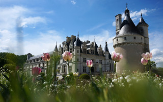 Castle tower flowers blue sky - flower in front free wallpaper