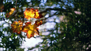 Leafy tree autumn clouds nature - a few leaf free wallpaper