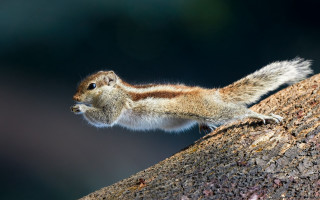 Squirrel standing on branch macro - action pose free wallpaper