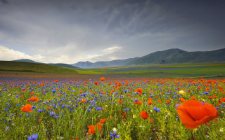 Flower field mountains clouds sunset - amir zand free wallpaper