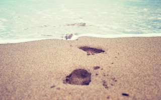 Footprints beach ocean waves bird 2 - free beach wallpaper