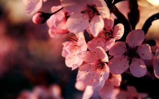 Pink flowers macro branch blurry - chang daichien free wallpaper