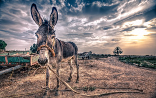 Donkey dirt road clouds sky - farid mansour free wallpaper