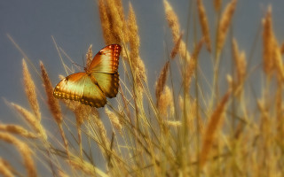 Blue butterfly field tall grass - over a field free wallpaper