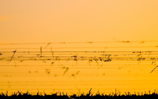 Bird sunset grass fence vines - vine free wallpaper
