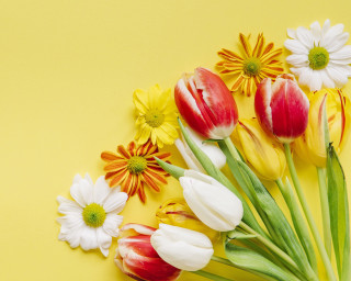 Yellow flower background daisy lily - a yellow surface free wallpaper