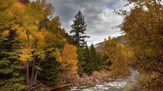 River forest fall leaves trees - fall foliage free wallpaper