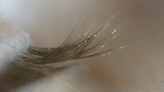 Plant water droplets macro photorealism - high detail 8 k free wallpaper for desktop