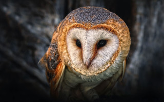 Barn owl brown face sitting - a barn owl free wallpaper