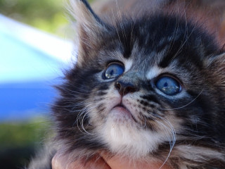Small kitten blue eyes hand - renaissance free wallpaper
