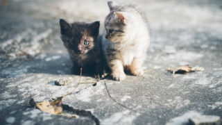 Kittens snow outdoors winter sad - its face free wallpaper