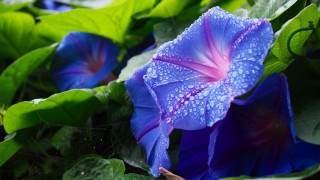 Blue flower water droplets macro 8 - a blue flower free wallpaper for desktop