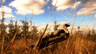 Dead bird field tall grass - dead free wallpaper