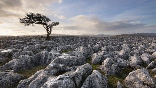 Lone tree desert rocks sunset 2 - free landscape wallpaper