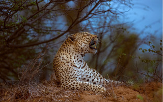 Leopard sitting hill open mouth - a leopard free wallpaper