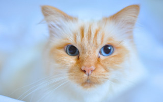 Blue eyed white cat felix - white sheet free wallpaper