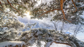 Snowy tree sky autumn branches - the branch of the tree free wallpaper