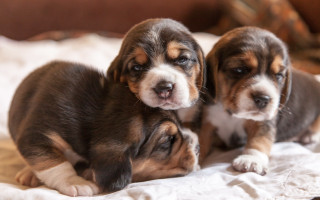 Puppies bed laying round eyes - a bed together free wallpaper