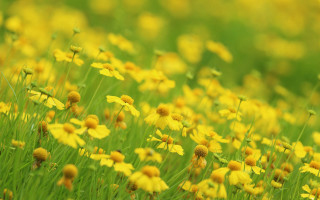 Yellow flower field basket bicycle - dave arredondo free wallpaper