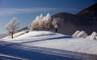 Snowy hill trees winter blue - a snowy hill free wallpaper