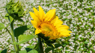 Sunflower whiteflowers greenfield bokeh summer - dionisiu free wallpaper